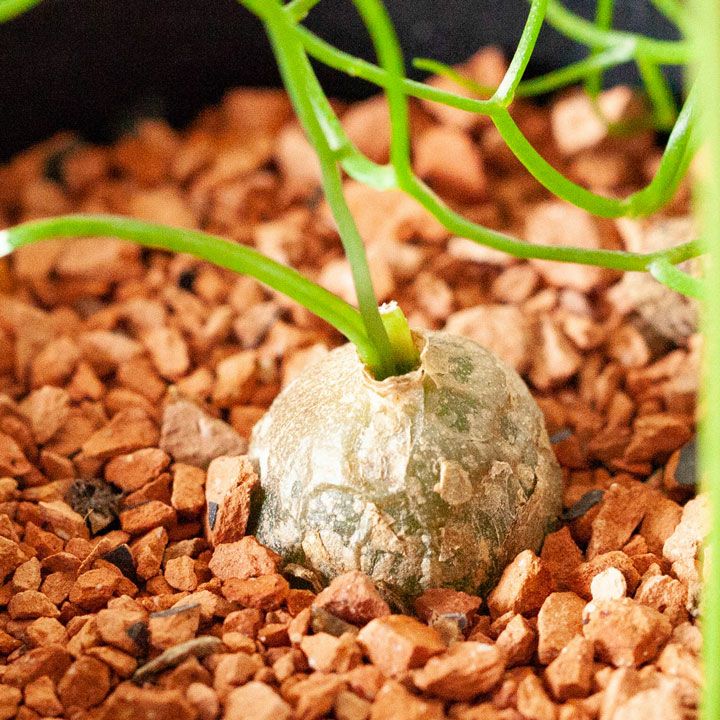 000000001410-01.jpg?size=m&w=