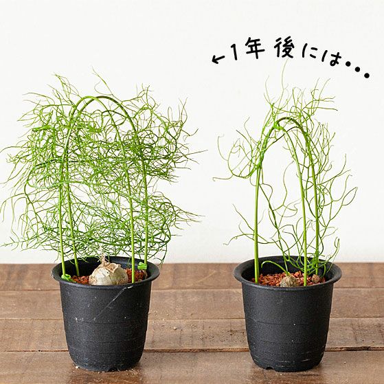 ミニ　蒼角殿鉢ごと全部！ ミニ 蒼角殿鉢ごと全部！ 【公式通販】