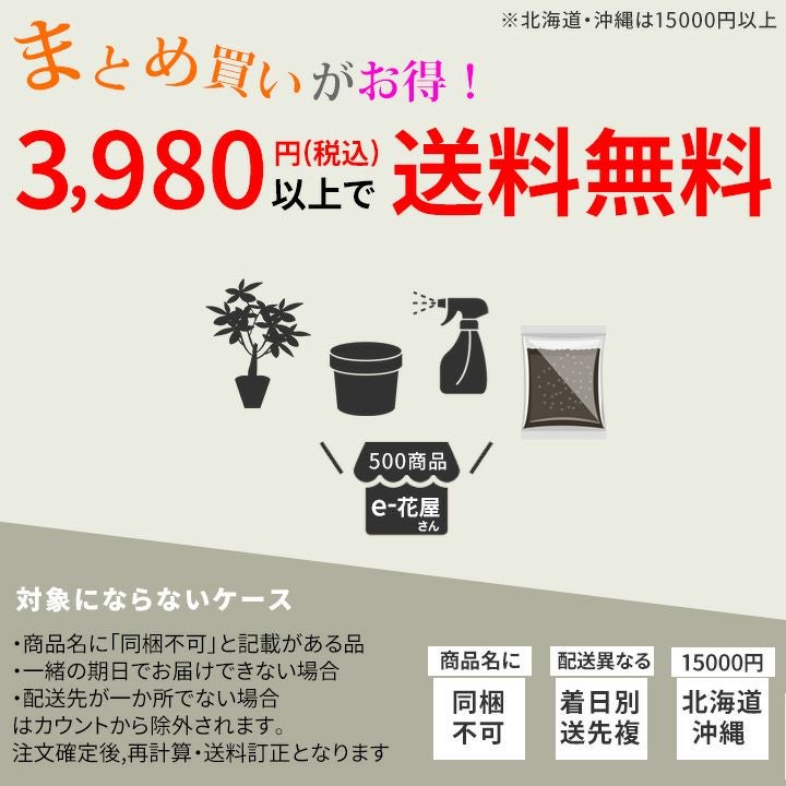 蒼角殿（ソウカクデン） | [公式]e-花屋さん