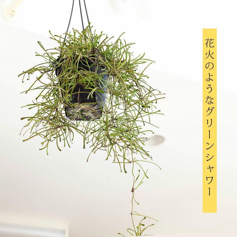 ボリュームあります！ホヤ・レツーサ | [公式]e-花屋さん