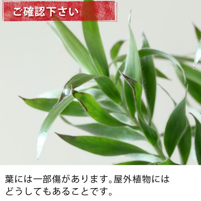 リューカデンドロン・シルバーアフリカーナ | [公式]e-花屋さん