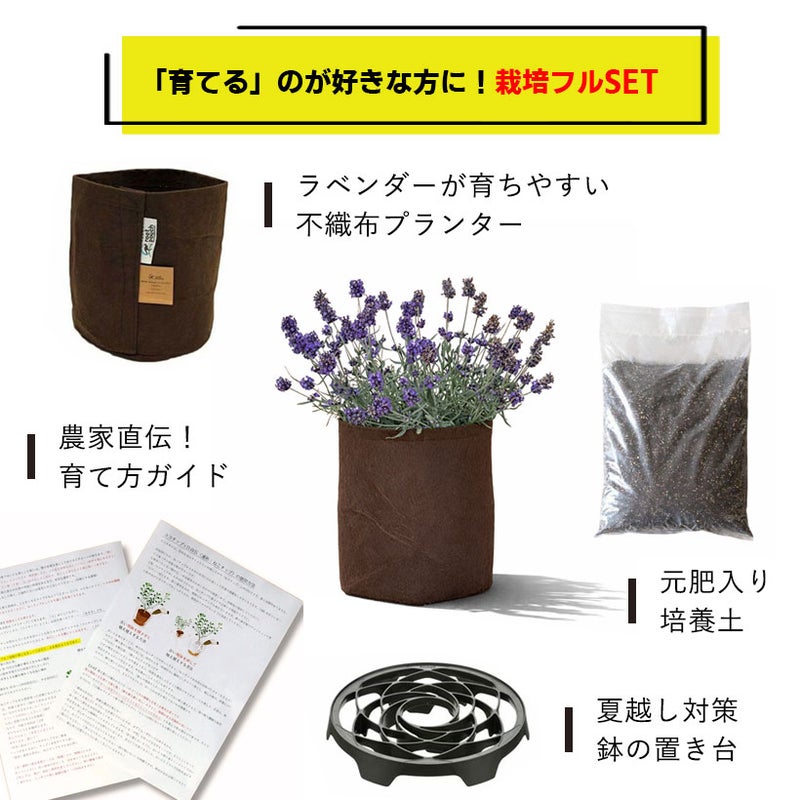 ラベンダーアロマティコブルー