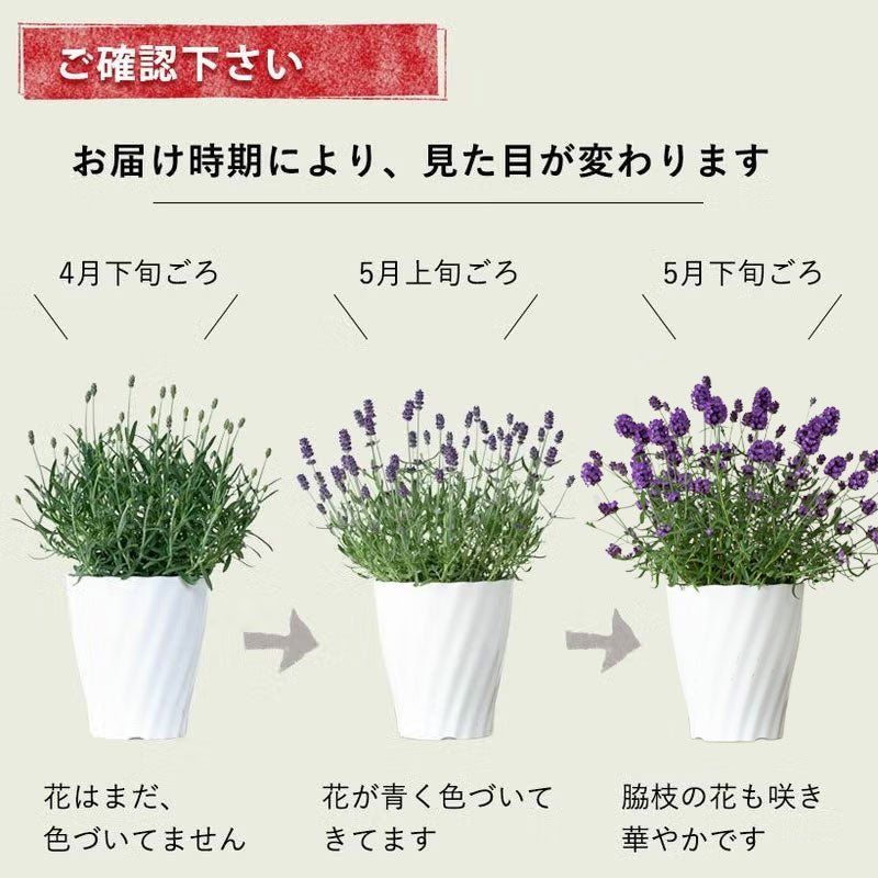 開花状況の注意点