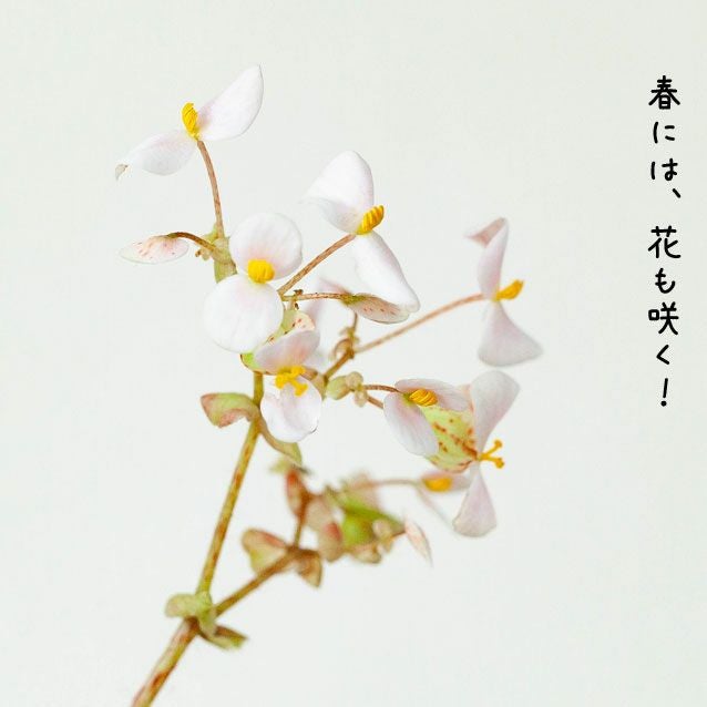 葉が黒っぽい希少種！レックスベゴニア・ダークマンボ｜e-花屋さん