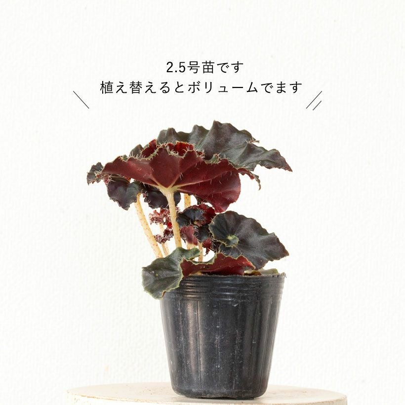 葉が黒っぽい希少種！レックスベゴニア・ダークマンボ｜e-花屋さん
