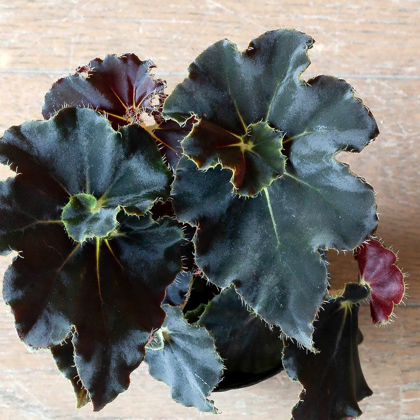 000000001423-15.jpg?size=l&w=