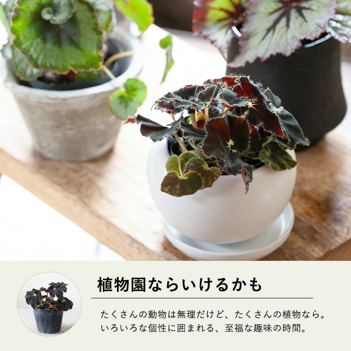 葉が黒っぽい希少種！レックスベゴニア・ダークマンボ｜e-花屋さん