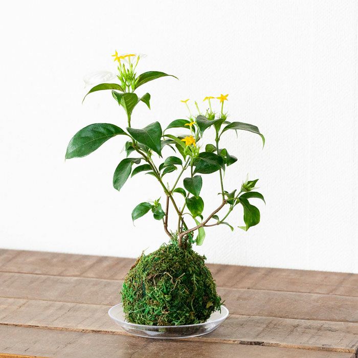 白い苞葉が涼やか。コンロンカの苔玉（育て方付き）e-花屋さん