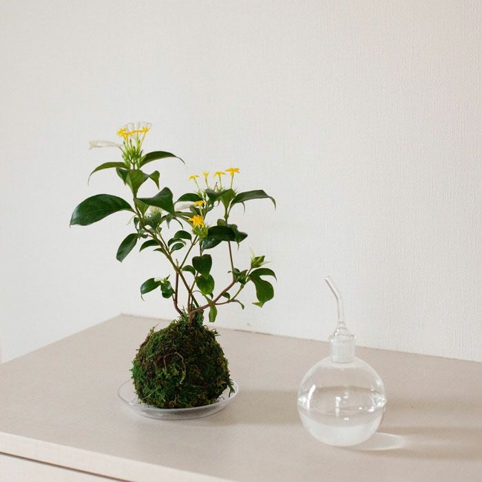 白い苞葉が涼やか。コンロンカの苔玉（育て方付き）e-花屋さん
