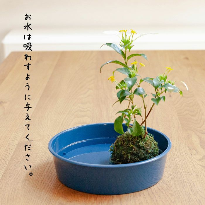 白い苞葉が涼やか。コンロンカの苔玉（育て方付き）e-花屋さん