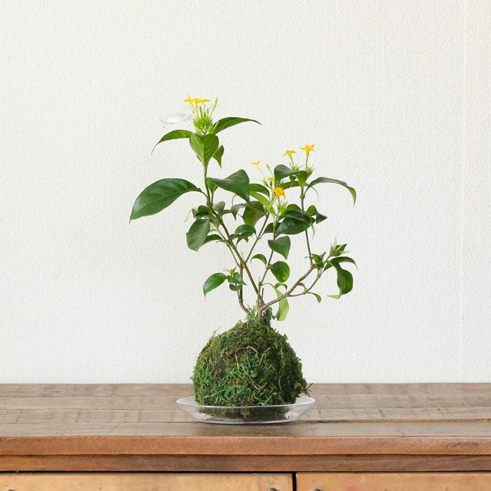 白い苞葉が涼やか。コンロンカの苔玉（育て方付き）e-花屋さん