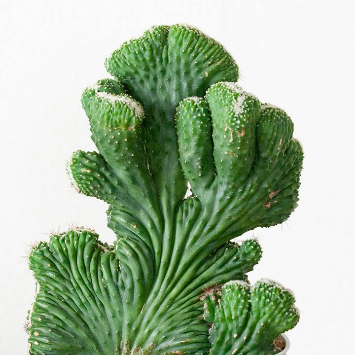 000000001436-01.jpg?size=l&w=