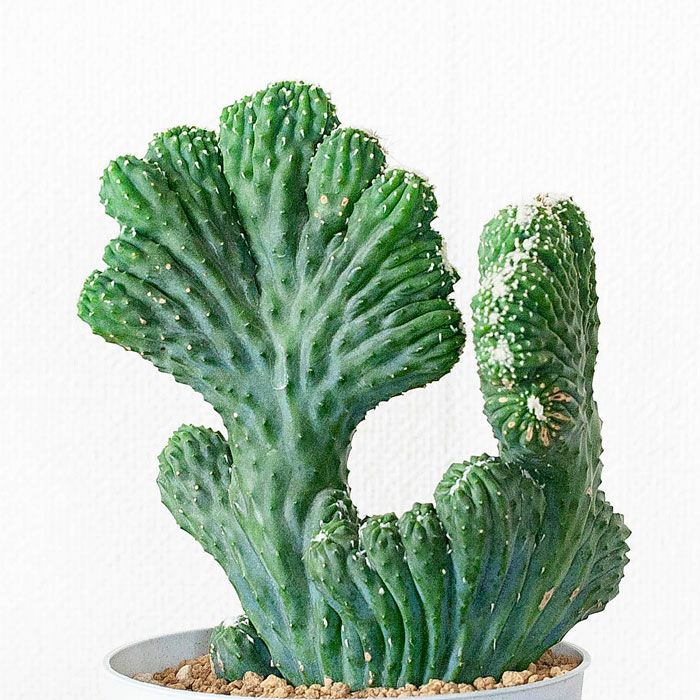 サボテン「雷神閣」の綴化（モンスト）株 | [公式]e-花屋さん