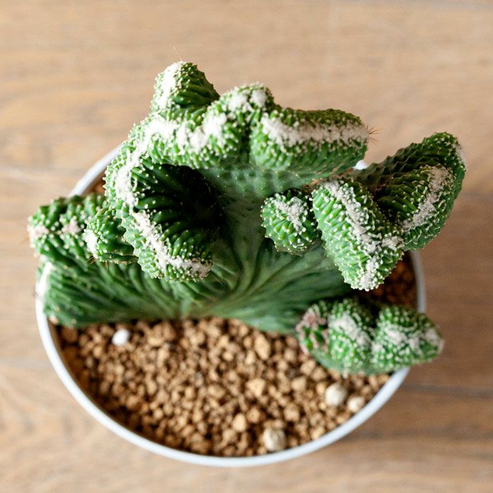 サボテン「雷神閣」の綴化（モンスト）株 | [公式]e-花屋さん