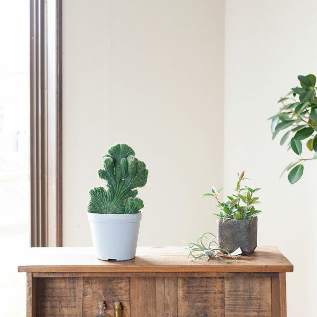 サボテン「雷神閣」の綴化（モンスト）株 | [公式]e-花屋さん