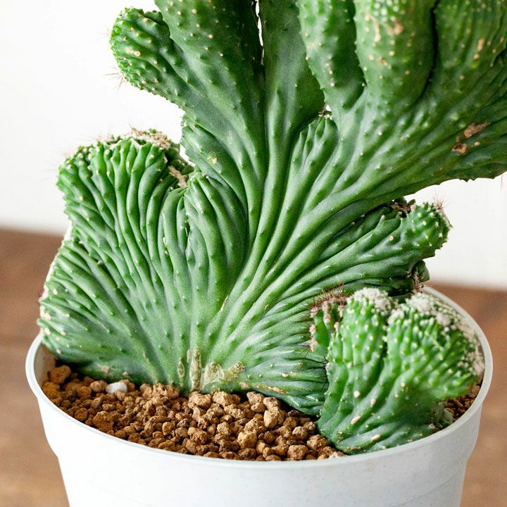 サボテン「雷神閣」の綴化（モンスト）株 | [公式]e-花屋さん