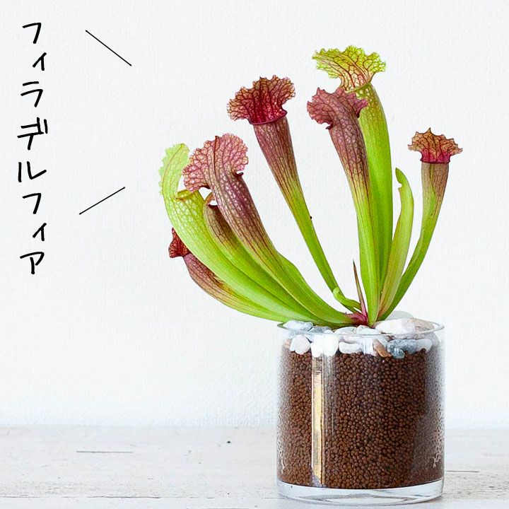 ようこそ！サラセニアの世界へ。 | [公式]e-花屋さん