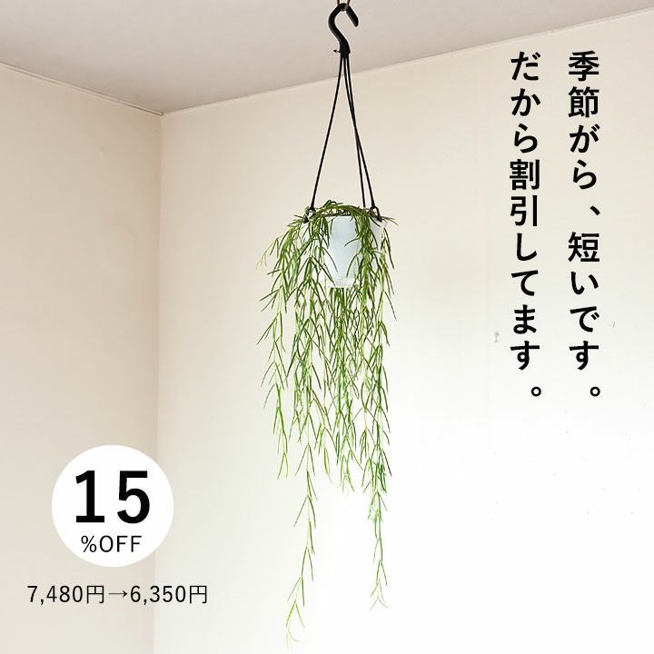 希少なホヤ・リネアリス（季節がらツル短め。だから15%OFF) | [公式]e