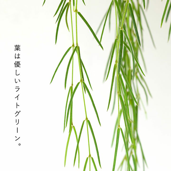 希少なホヤ・リネアリス（季節がらツル短め。だから15%OFF) | [公式]e