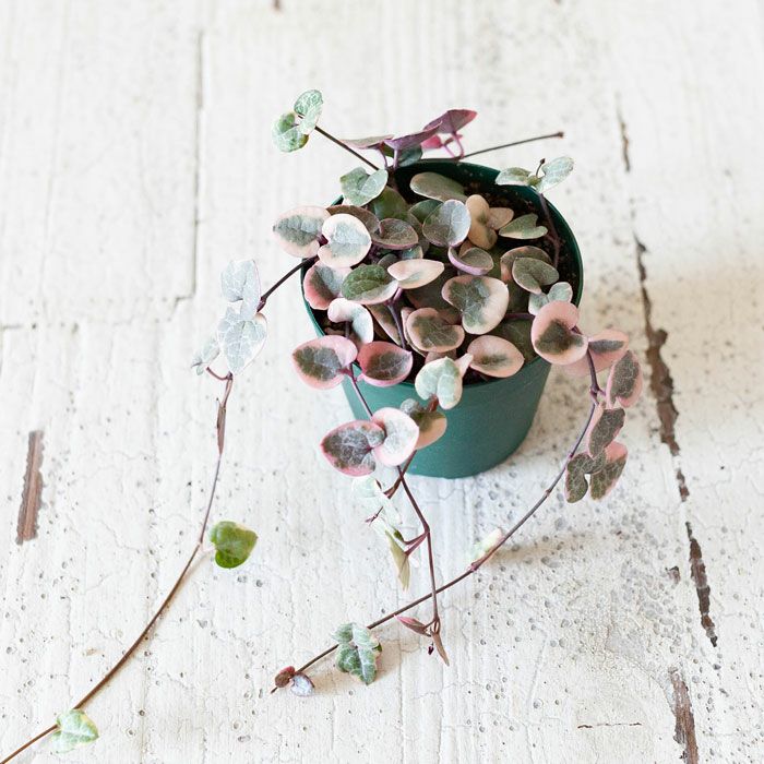 ハートカズラ・レディーハート2.5号苗 | [公式]e-花屋さん