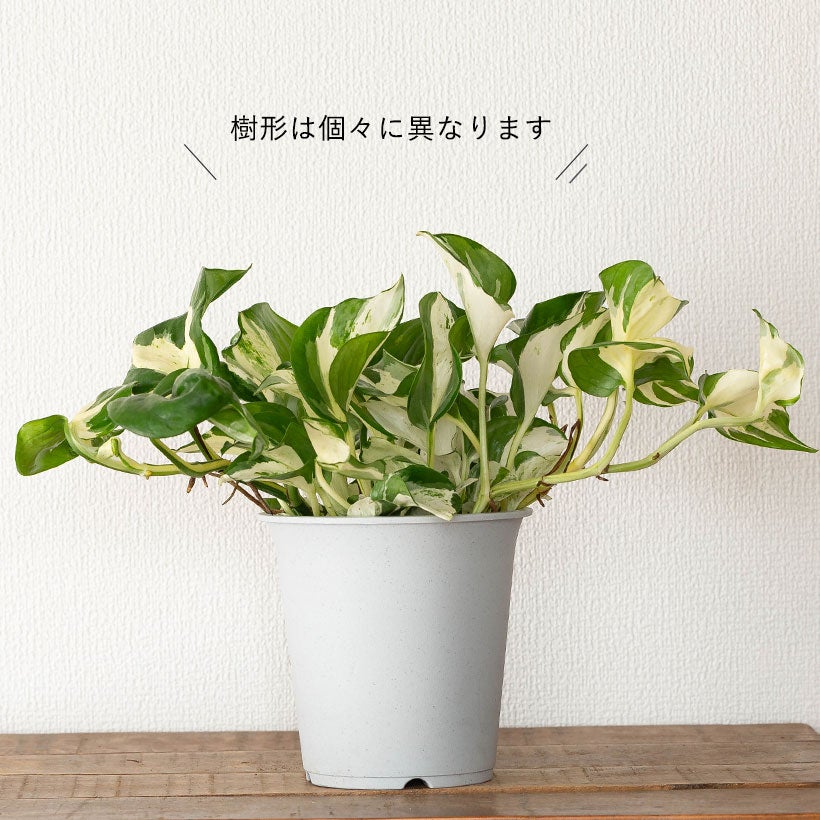 葉が大きい白斑ポトスの王様「ステータス」エンジョイ枝変わり種