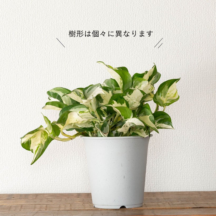 葉が大きい白斑ポトスの王様「ステータス」エンジョイ枝変わり種