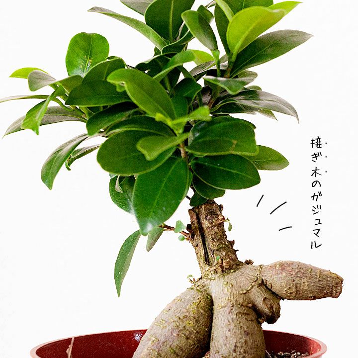 ガジュマル4号苗・「接ぎ木」ものだから、草姿が崩れにくい！ | [公式
