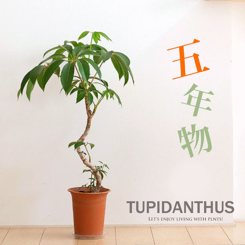 ツピタンサス