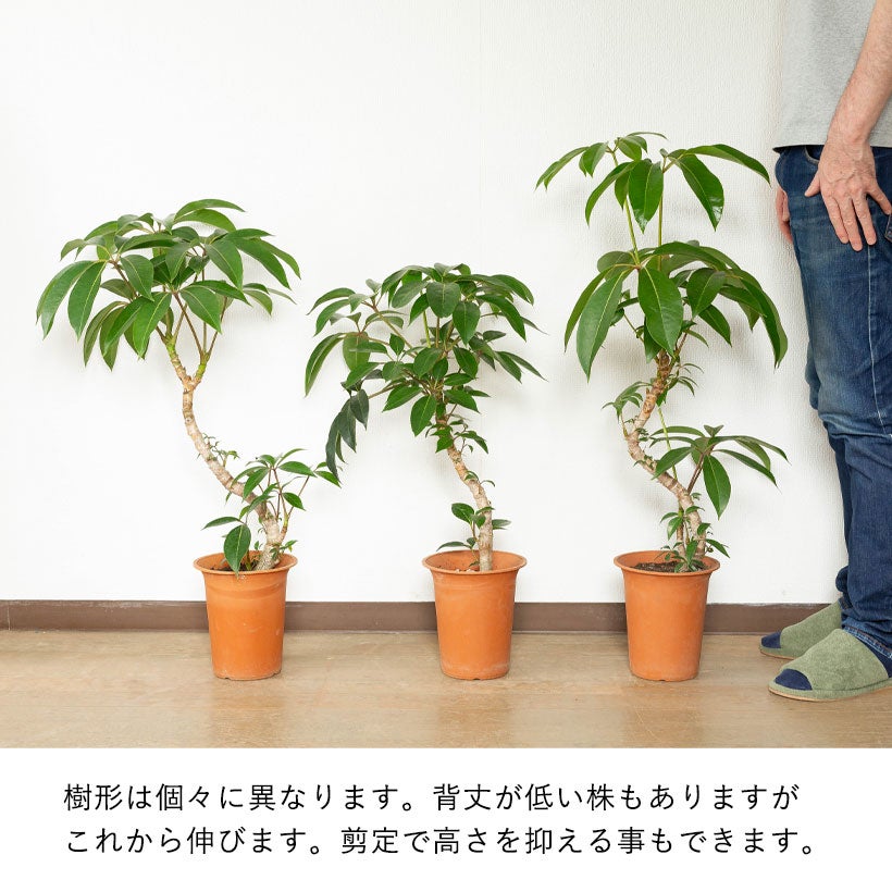 送料無料】ツピタンサス・カリプトラツス「幹曲り」※同梱不可商品です