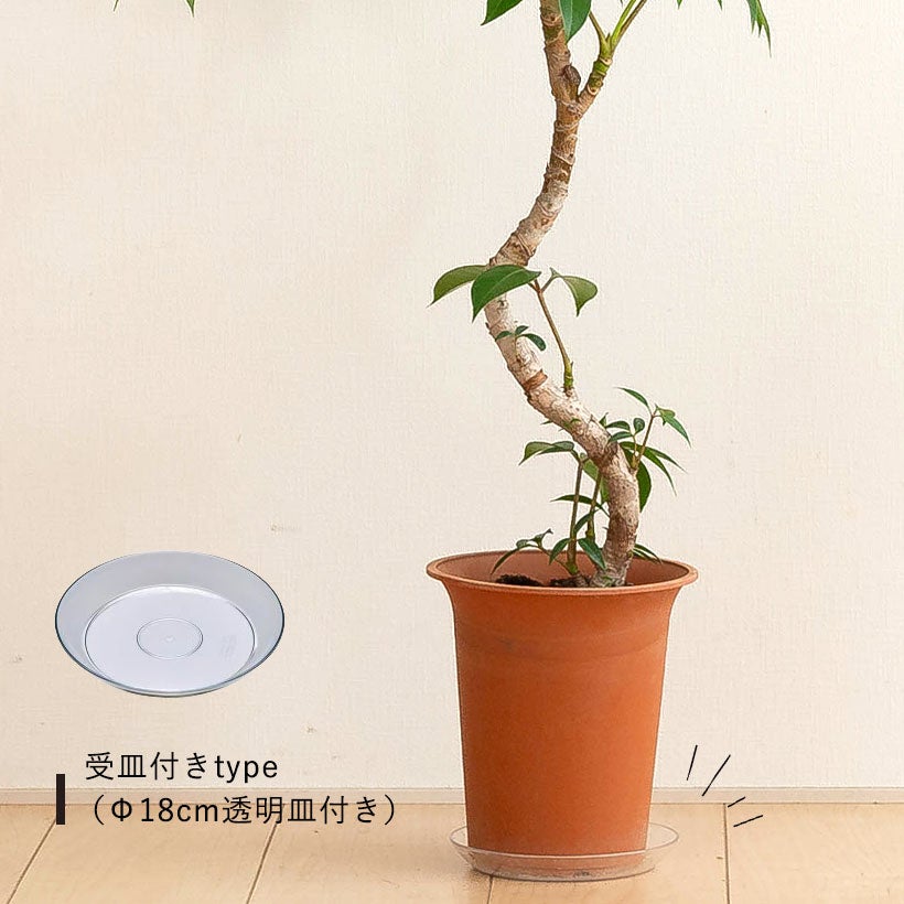 送料無料】ツピタンサス・カリプトラツス「幹曲り」※同梱不可商品です