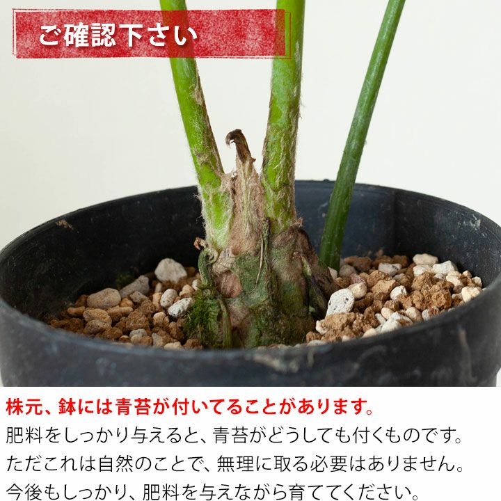 プレミアム用土で植えた、ディオーン・スピヌロスム（同梱不可