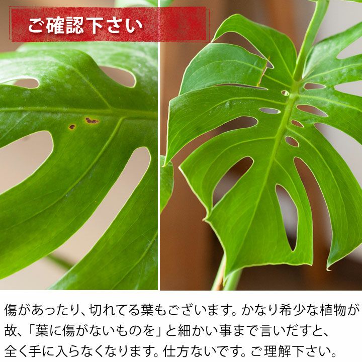 超小葉 モンステラコンパクタ モンステラ・コンパクタ_typeD | [公式]e-花屋さん
