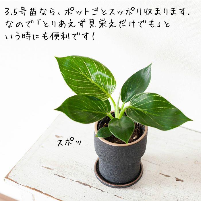 ザラっとした質感。渋カワ陶器鉢（12.5cm） | [公式]e-花屋さん