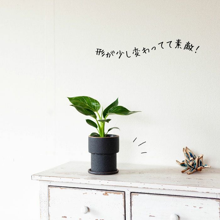 ザラっとした質感。渋カワ陶器鉢（12.5cm） | [公式]e-花屋さん