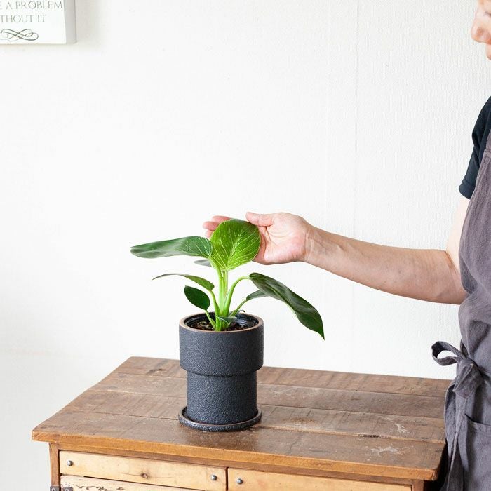 ザラっとした質感。渋カワ陶器鉢（12.5cm） | [公式]e-花屋さん