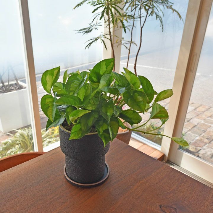 ザラっとした質感。渋カワ陶器鉢（12.5cm） | [公式]e-花屋さん