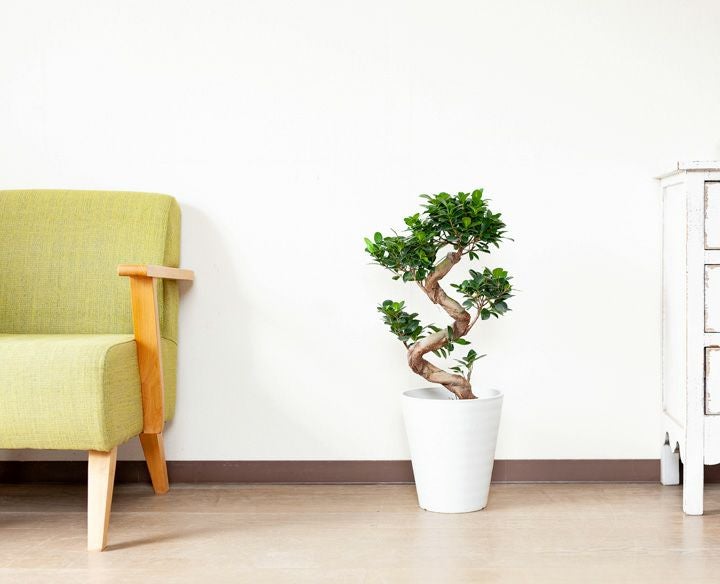 盆栽風『昇り竜ガジュマル』ギフトに人気、縁起よい観葉植物e-花屋
