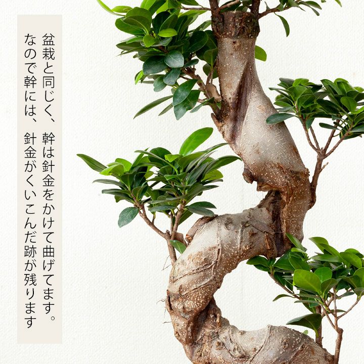 盆栽風『昇り竜ガジュマル』ギフトに人気、縁起よい観葉植物e-花屋