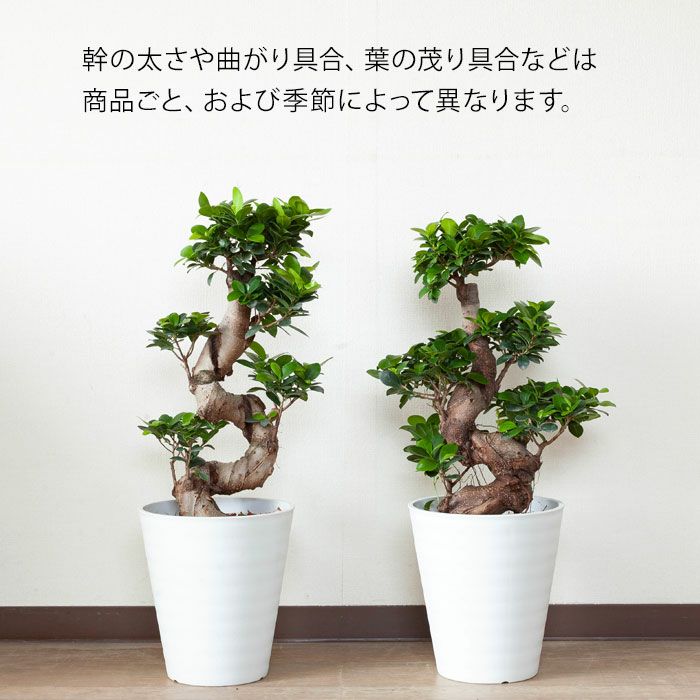 【極太幹・希少株】ガジュマル 盆栽風 樹形美 発根済み 観葉植物 盆栽風『昇り竜ガジュマル』ギフトに人気、縁起よい観葉植物e-花屋