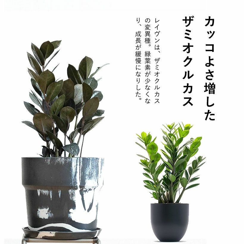 黒い葉ザミオクルカスレイヴン｜サトイモ科球根観葉植物e-花屋