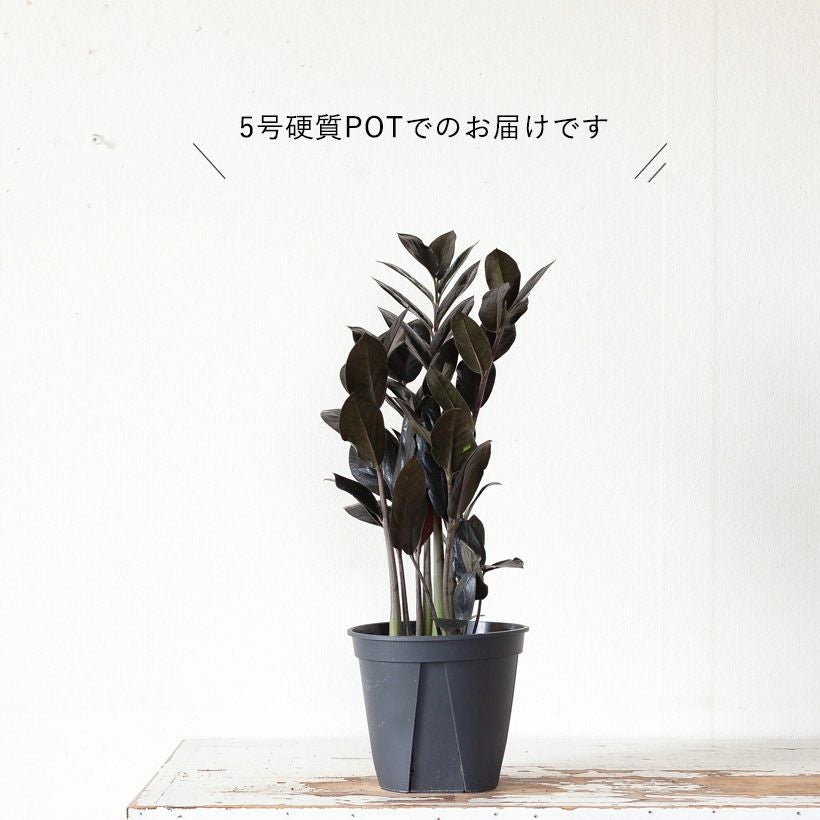 黒い葉ザミオクルカスレイヴン｜サトイモ科球根観葉植物e-花屋