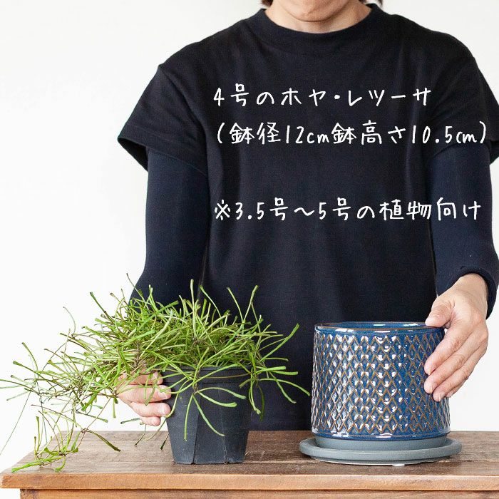 観葉植物の植え替えに！3.5～5号の大きさ向け、ツヤ白陶器鉢
