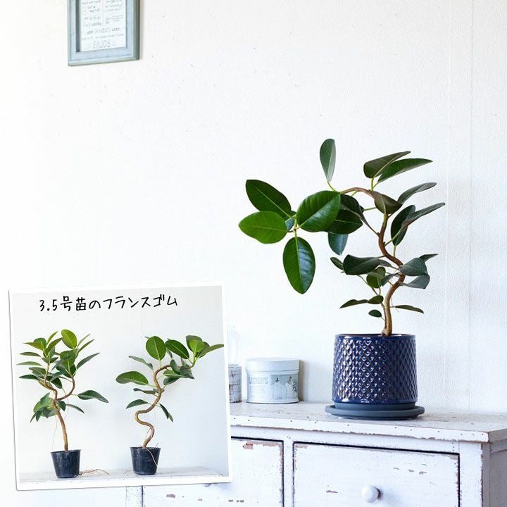 ボタンの苗 新芽あり 白鉢付き　レンカク 000000001476-21.jpg?size=l&w=