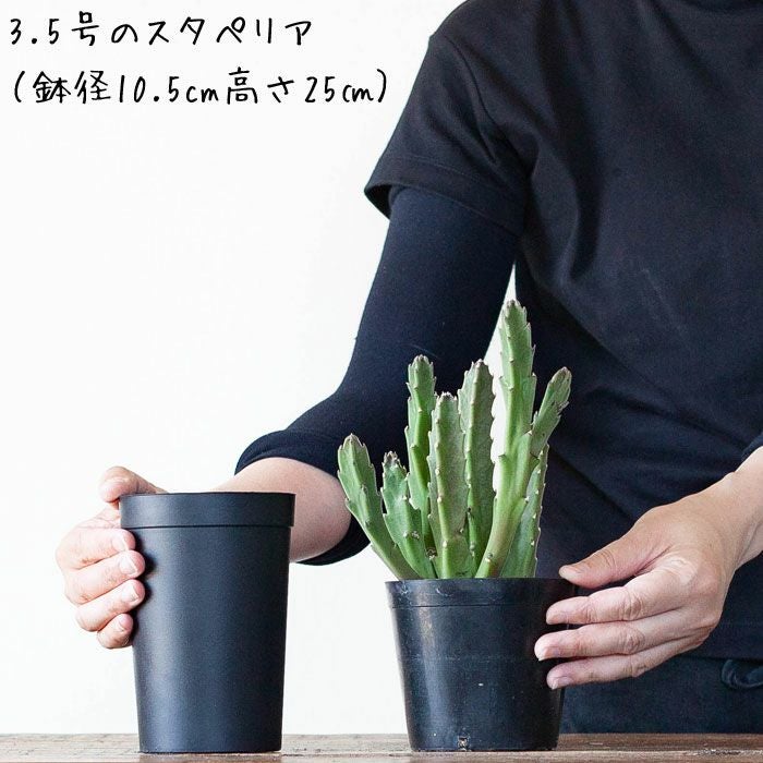 持っておくと便利！植物が成長しやすい鉢（9.5cm）×3鉢SET | [公式]e