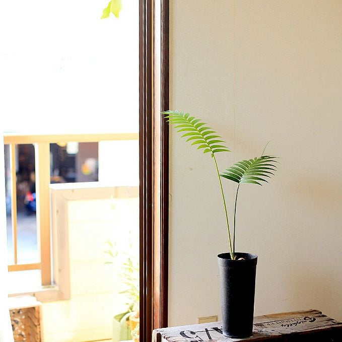 持っておくと便利！植物が成長しやすい鉢（11cm）×3鉢SET | [公式]e
