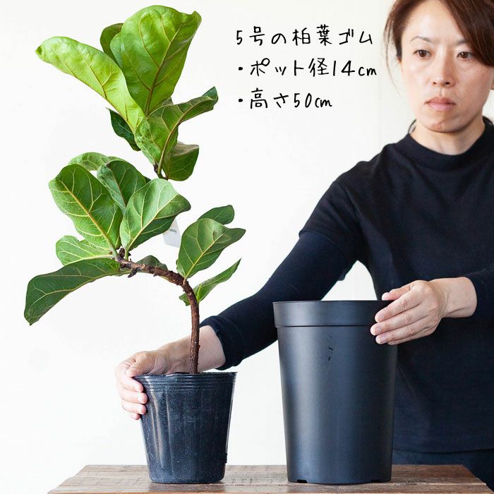 持っておくと便利！植物が成長しやすい鉢（18cm）×2鉢SET | [公式]e