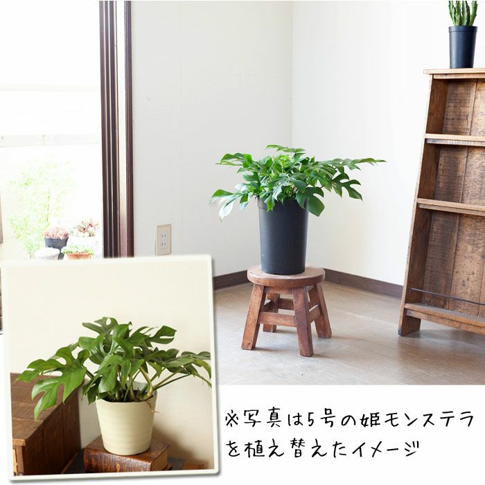 持っておくと便利！植物が成長しやすい鉢（18cm）×2鉢SET | [公式]e