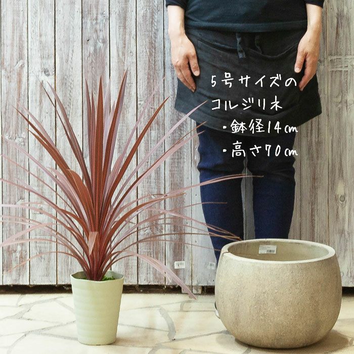 石のような質感のテラコッタペイント鉢(丸32cm)、アウトドアでも使えます！