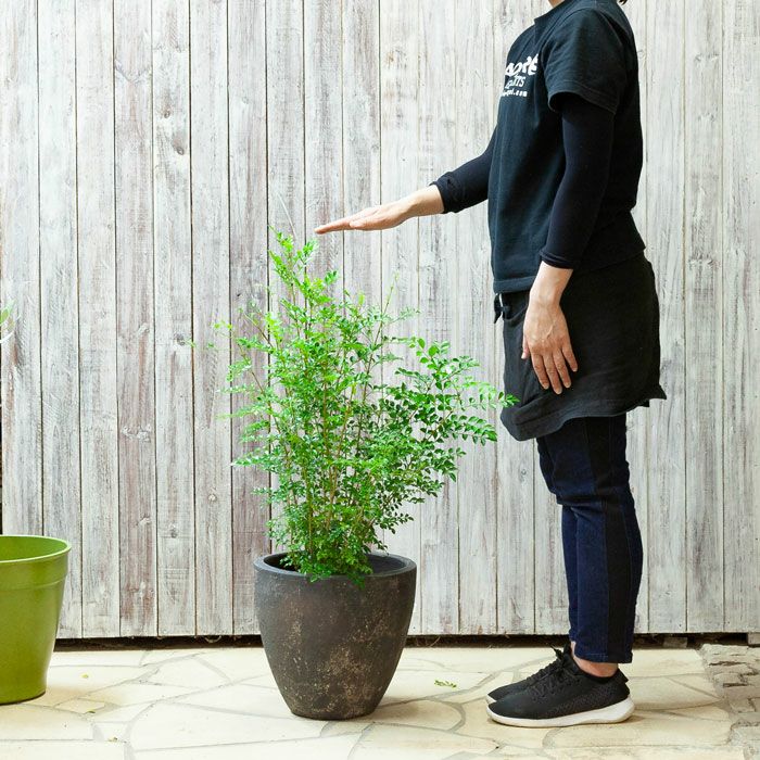 自然石風の植木鉢 特殊な山野草鉢 粋な鉢 高さ30㎝ No.45 【公式通販】