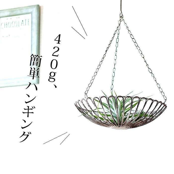 ハンギングワイヤートレイ（26cm） | [公式]e-花屋さん